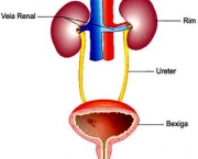 sistema-urinario-16.jpg