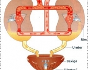 esquema sistema urinario.jpg