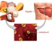 causas-de-colesterol-alt-principais-caracteristicas-6