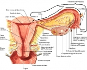 Sindrome-do-ovario-policistico-causa-acnes-e-pode-levar-a-infertilidade.jpg