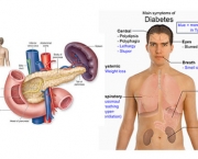 como-a-diabetes-afeta-os-rins-nos-seres-humanos-7