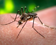 como-se-proteger-da-dengue-5