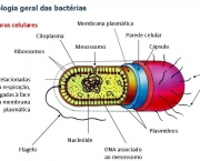 como-se-proteger-das-bacterias-e-das-doencas-8