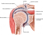 Complexo Articular do Ombro (12)