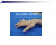 Músculo adutor do polegar