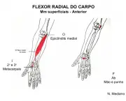 Flexor Radial do Carpo (4)