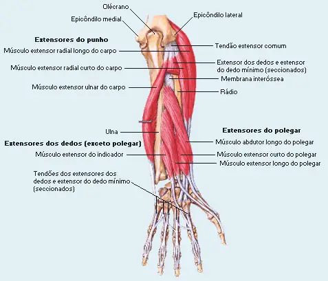 Flexor Superficial Dos Dedos Inerva O Sa De Cultura Mix