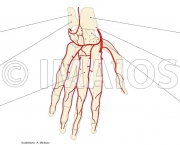 Flexor Superficial dos Dedos - Inervação (8)