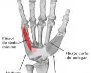Flexor Superficial dos Dedos - Origem, Inserção e Ação (9)