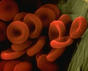 red-blood-cells-400x300.jpg