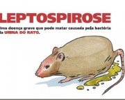 Leptospirose (5)