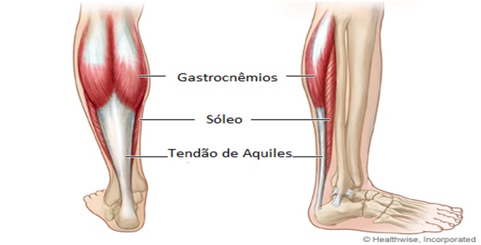 Músculo Gastrocnêmio Medial Saúde Cultura Mix