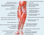 Músculos do Cotovelo - Origem e Inserção (1)