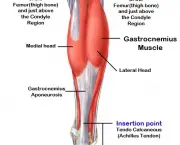Músculos Envolvidos na Flexão Plantar (5)