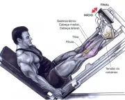 Músculos Envolvidos na Flexão Plantar (10)