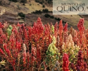o-que-e-quinoa-real-4