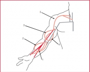 o-sistema-vascular-angiologia-e-doencas-3