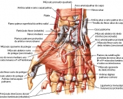Origem e Inserção do Músculo Oponente do Polegar (1)