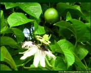 Passiflora (Folha de Maracujá) (2)