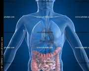 sindrome-do-intestino-irritavel-caracteristicas-gerais-7