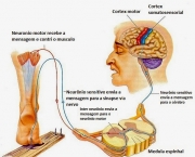 Sistema Somatossensorial (4)