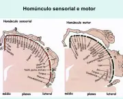 Sistema Somatossensorial (5)