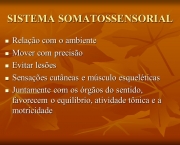 Sistema Somatossensorial (6)