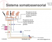 Sistema Somatossensorial (9)