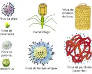 Tipos de Vírus (1)
