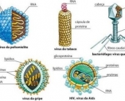 Tipos de Vírus (5)