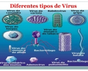 Tipos de Vírus (6)