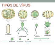 Tipos de Vírus (8)