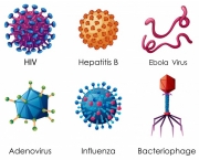 Tipos de Vírus (14)