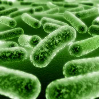 Bactérias Causadoras de Doenças