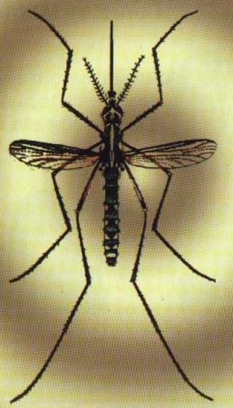Mosquito da Febre Amarela