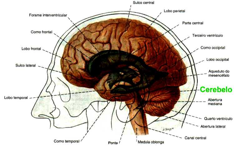 Sistema Nervoso Cerebro