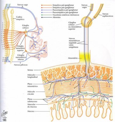 Sistema Nervoso Entérico