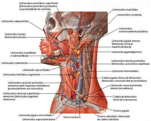 Pescoço: Anatomia
