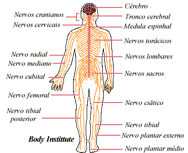 Funções do Sistema Nervoso 