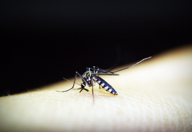 Mosquito da Dengue Picando uma Pessoa