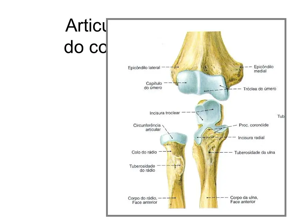 Articula O Do Cotovelo Cinesiologia Sa De Cultura Mix