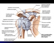 Articulação do Ombro - Movimentos (7)