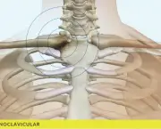 Vidal - Site [Patologias] - Partes do Corpo