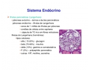 aula-sistema-endocrino-69-638.jpg