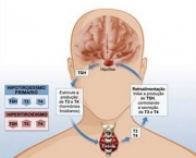 saude-disturbio-de-tireoide-117397-1.jpg