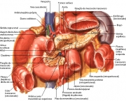 pancreas1.jpg