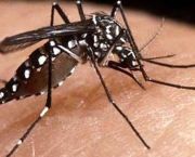 como-se-proteger-da-dengue-3