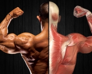 Como Transformar Gorduras em Músculos (4)