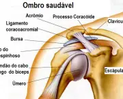 Conheça a Cinesiologia da Articulação do Ombro (1)