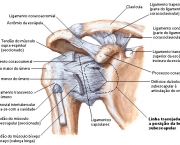 Conheça a Cinesiologia da Articulação do Ombro (6)